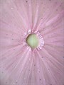 Юбка 40 см со звездочками, светло-розовая - фото 5759